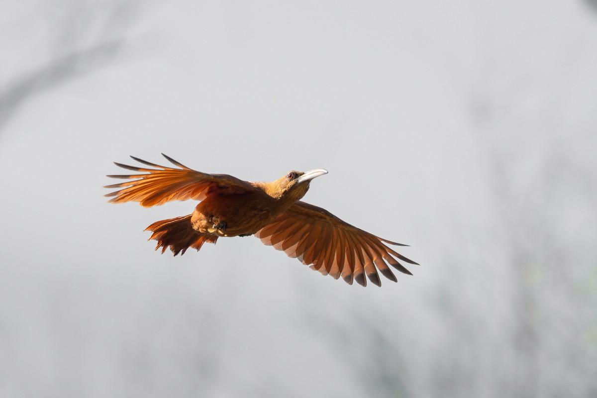 Great Rufous Woodcreeper - ML478772071