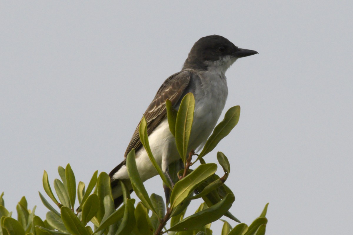 Eastern Kingbird - ML478772901