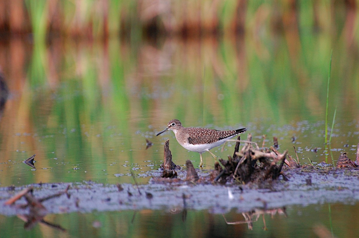 Solitary Sandpiper - Marc St. Onge
