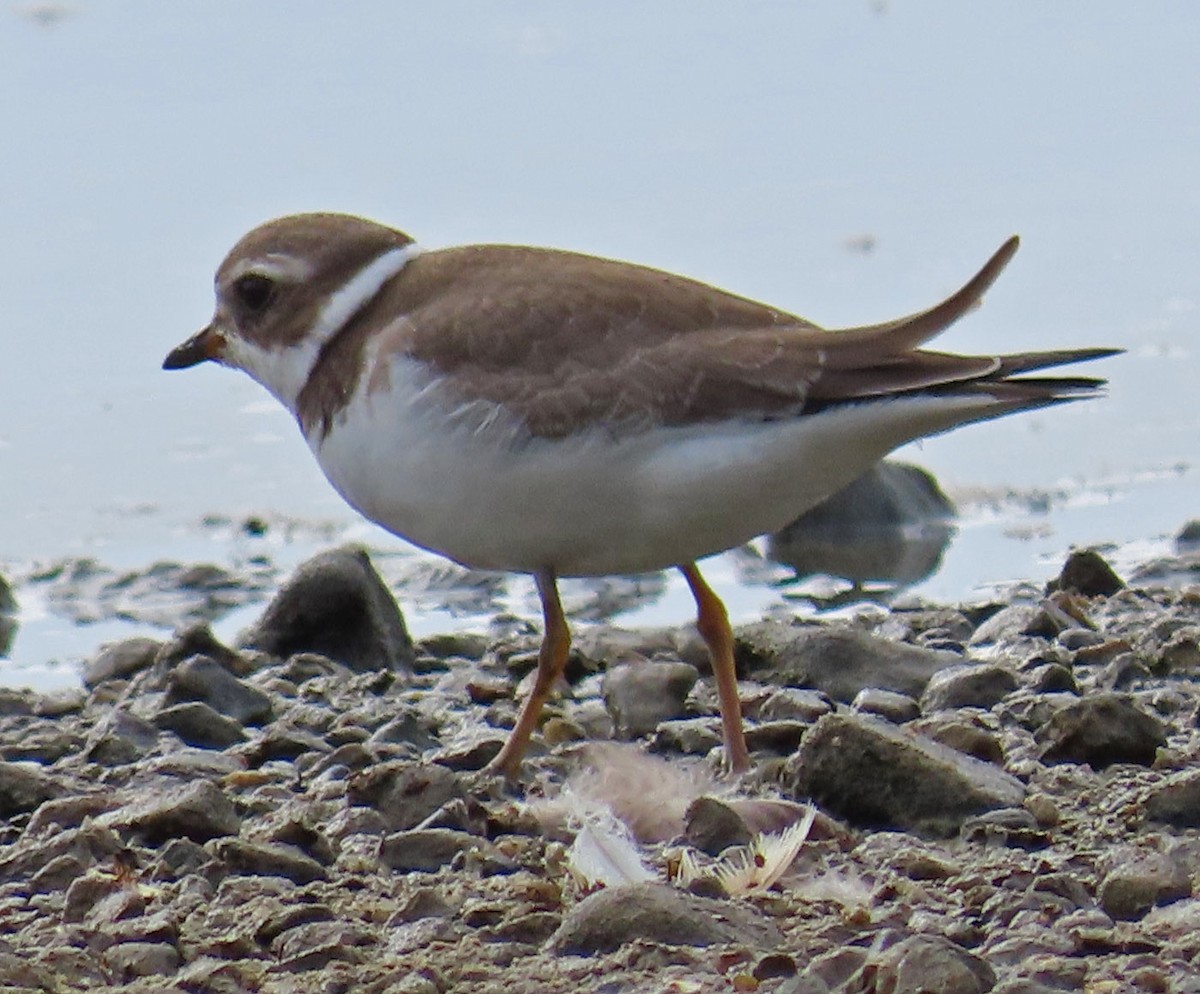 Semipalmated Plover - Diane Etchison