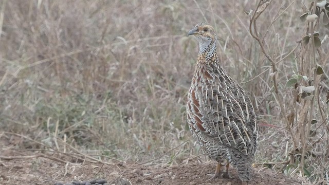 Francolin de Shelley - ML478773411