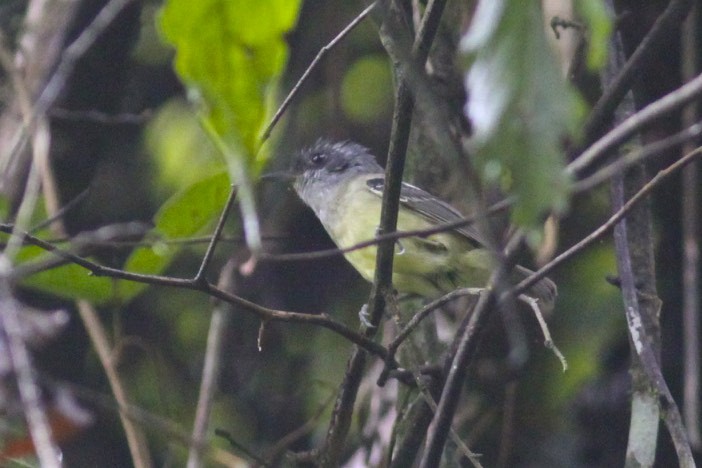 Plain Antvireo - ML47877411