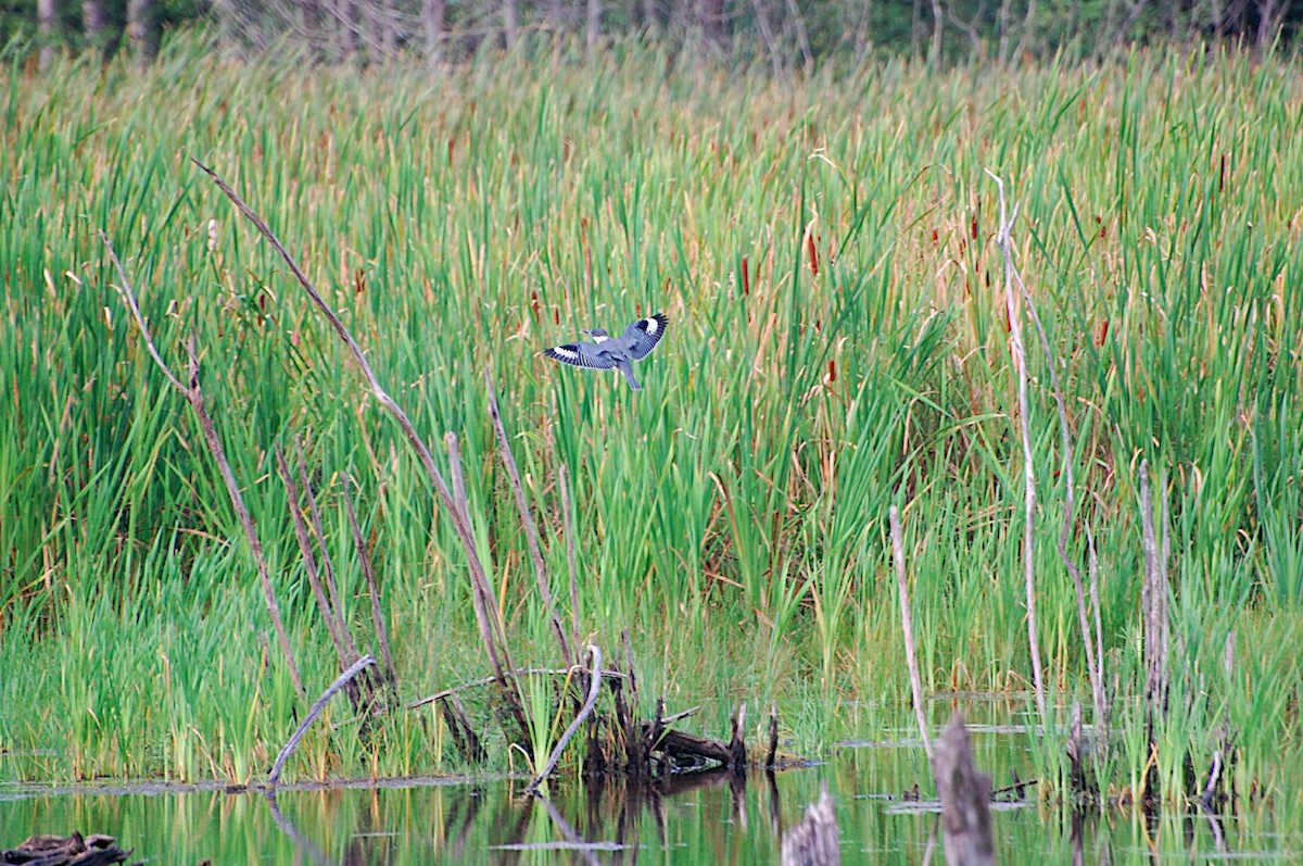 Belted Kingfisher - ML47877421