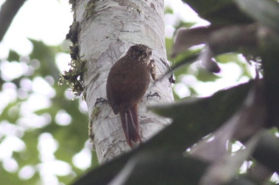 Lesser Woodcreeper - Knut Hansen