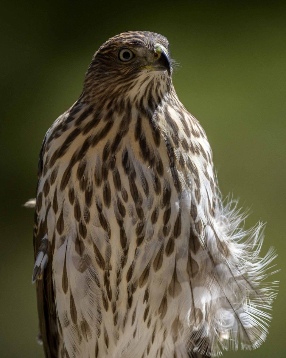 Cooper's Hawk - Cameron Carver