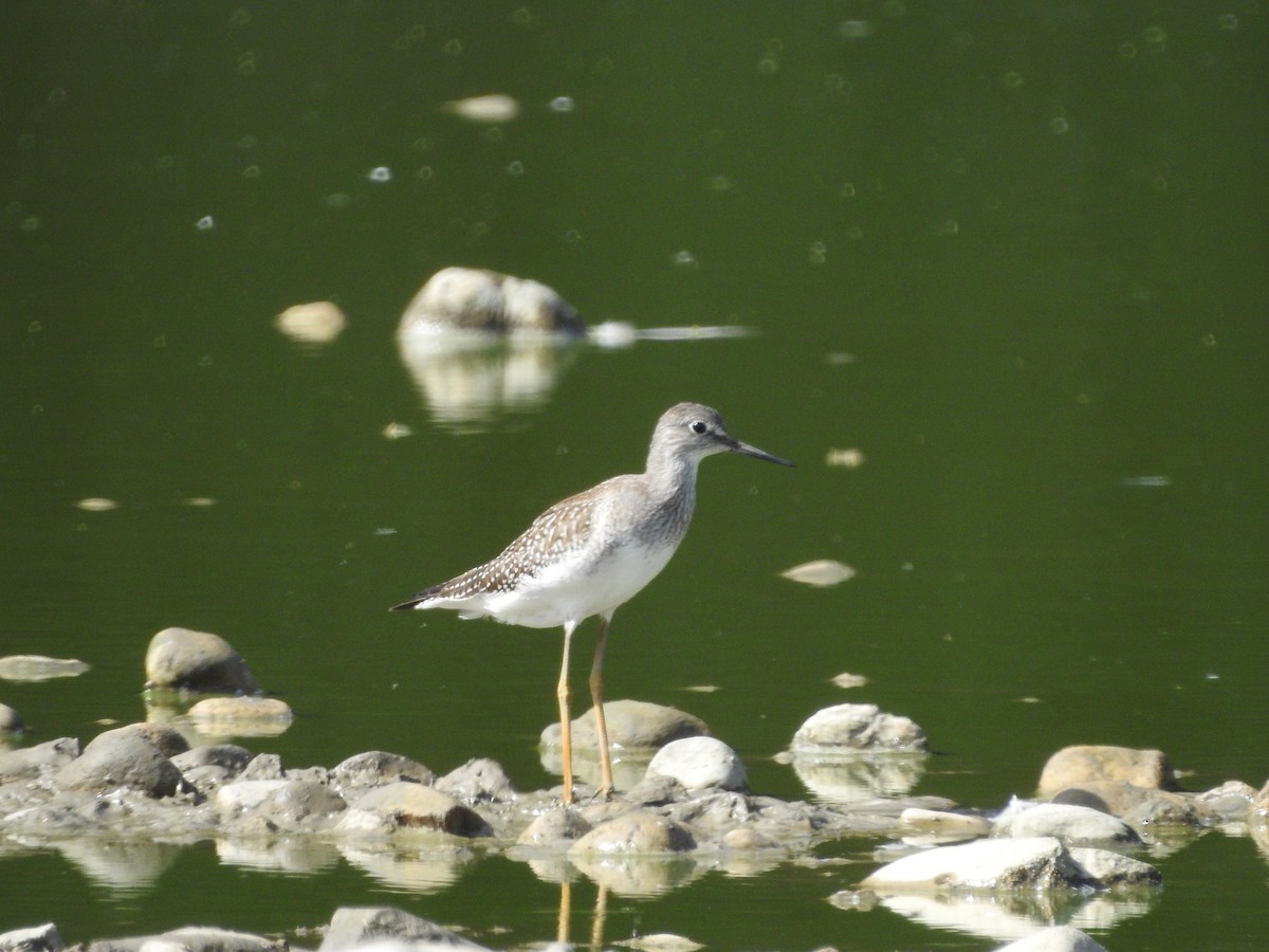 Lesser Yellowlegs - ML478776081