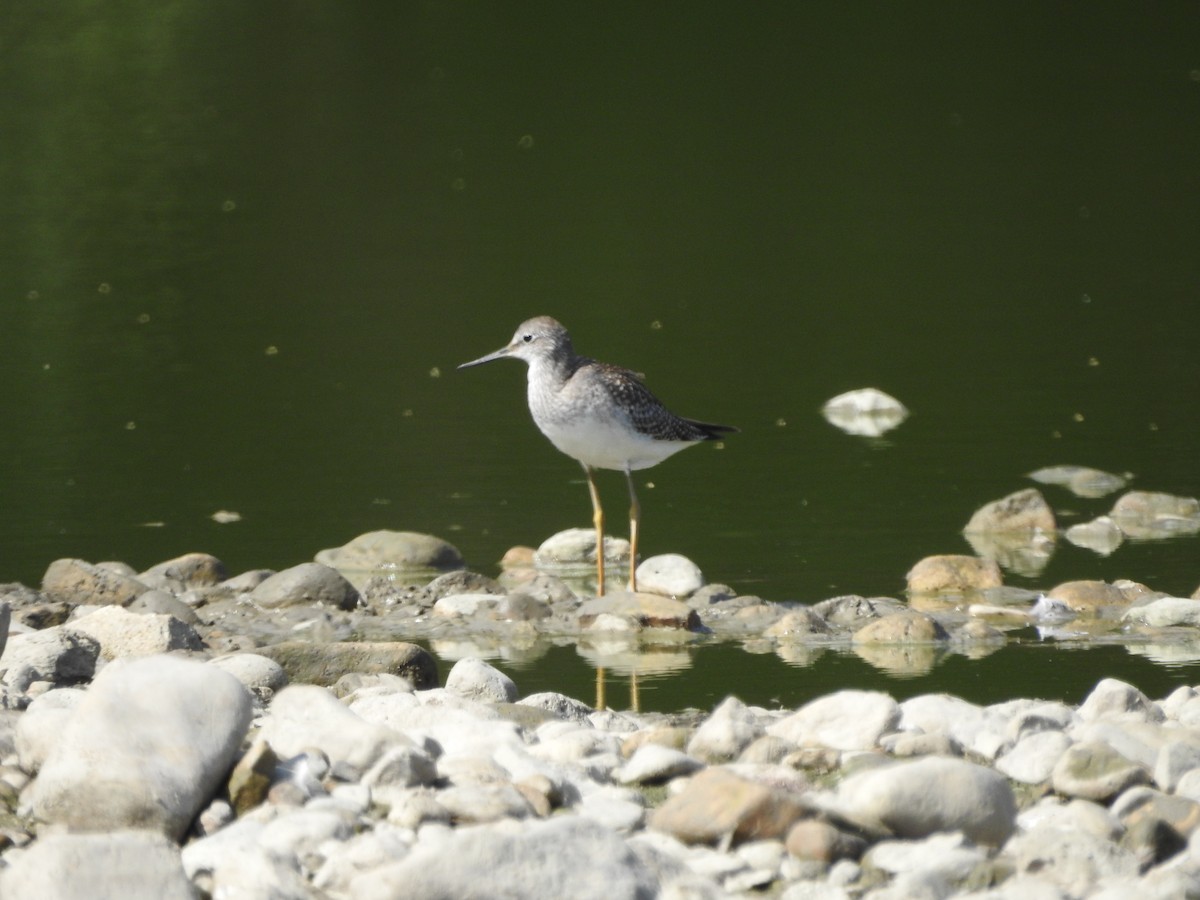 Lesser Yellowlegs - ML478776141