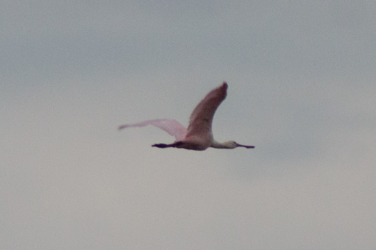 Roseate Spoonbill - ML478776341