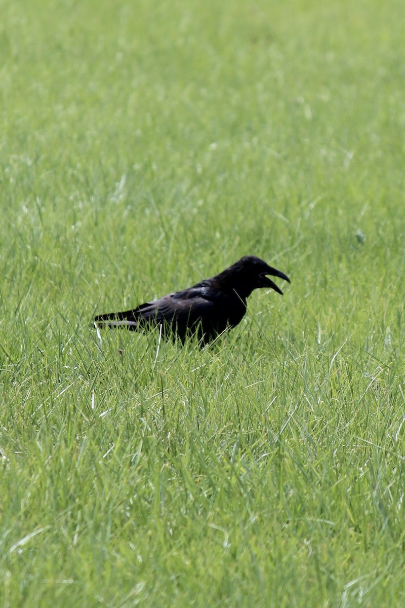 Common Raven - ML478777901