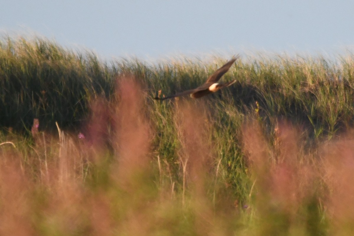 Northern Harrier - ML478777981