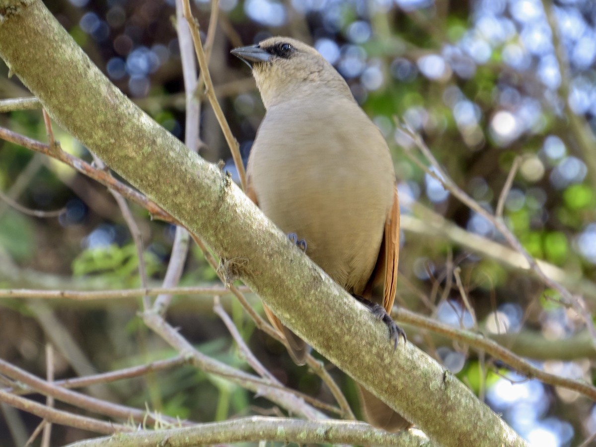 Grayish Baywing - ML478778801