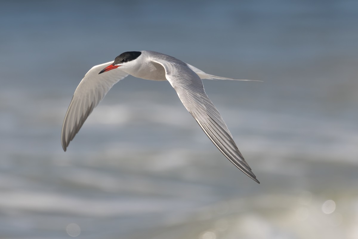 Common Tern - ML478779011