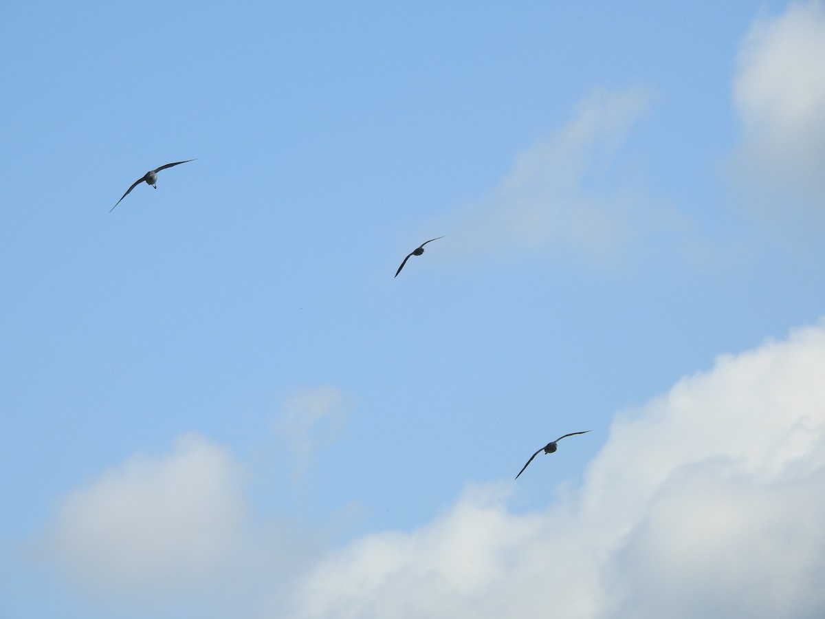 Lesser Yellowlegs - ML478780151