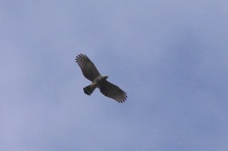 Hook-billed Kite - Knut Hansen