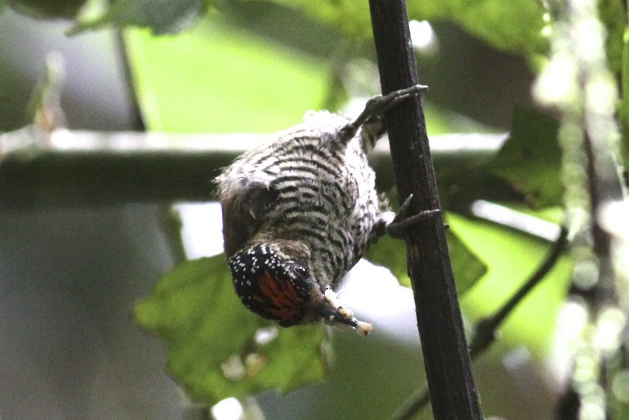 White-barred Piculet - Knut Hansen