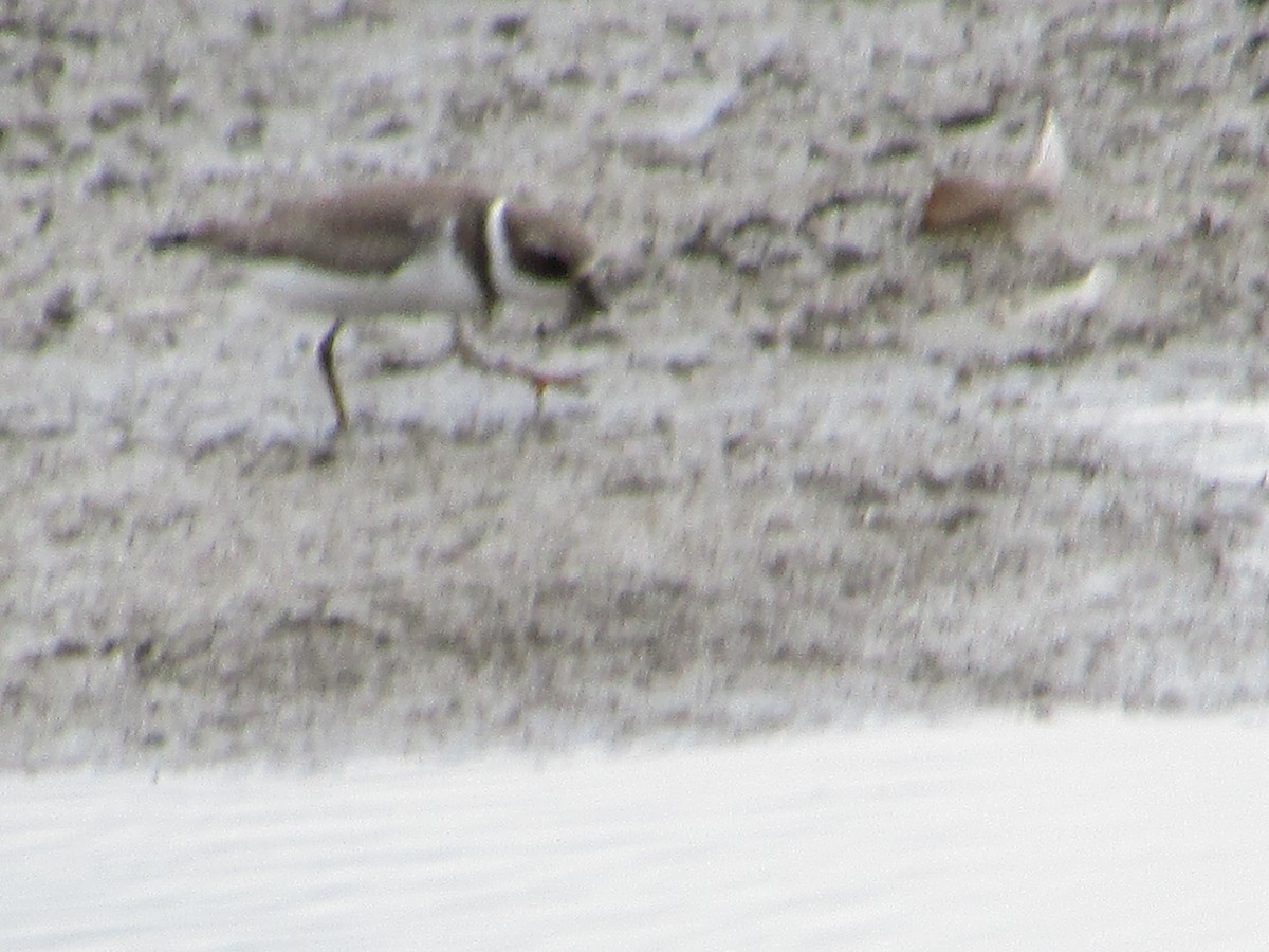 Semipalmated Plover - ML478784191