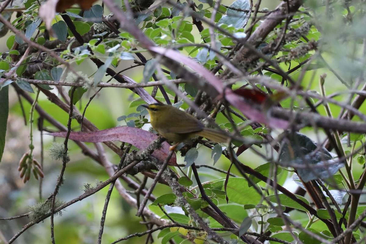 Black-crested Warbler - Ian Thompson