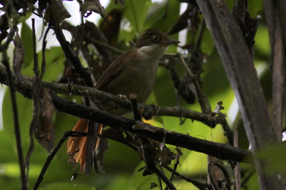 White-eyed Foliage-gleaner - Knut Hansen