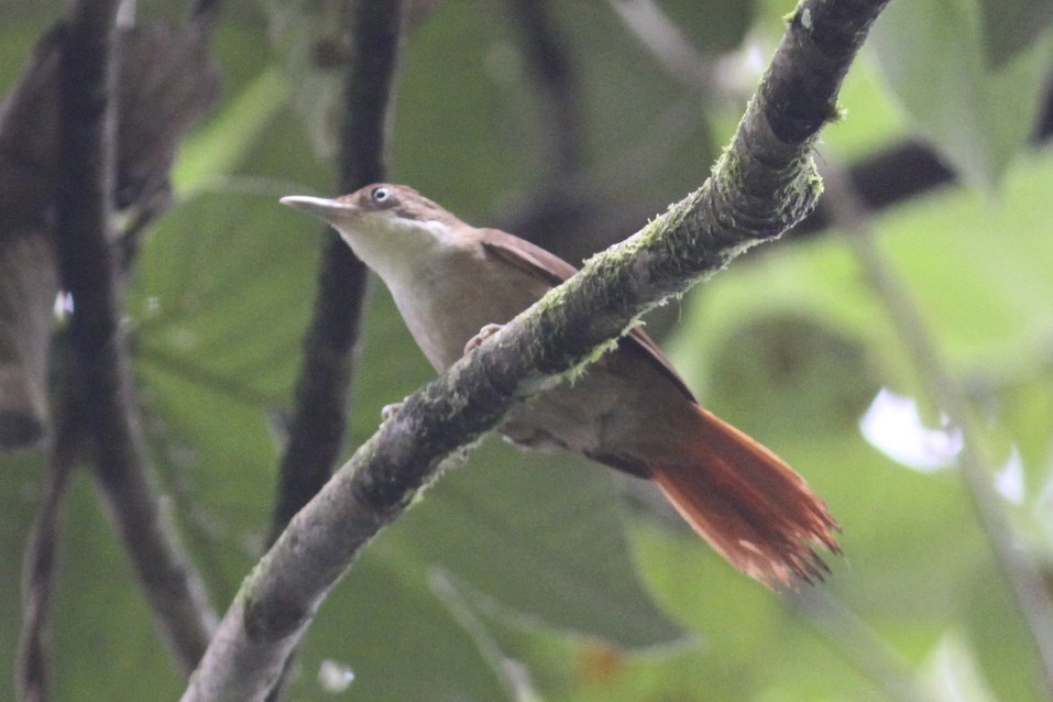 White-eyed Foliage-gleaner - Knut Hansen