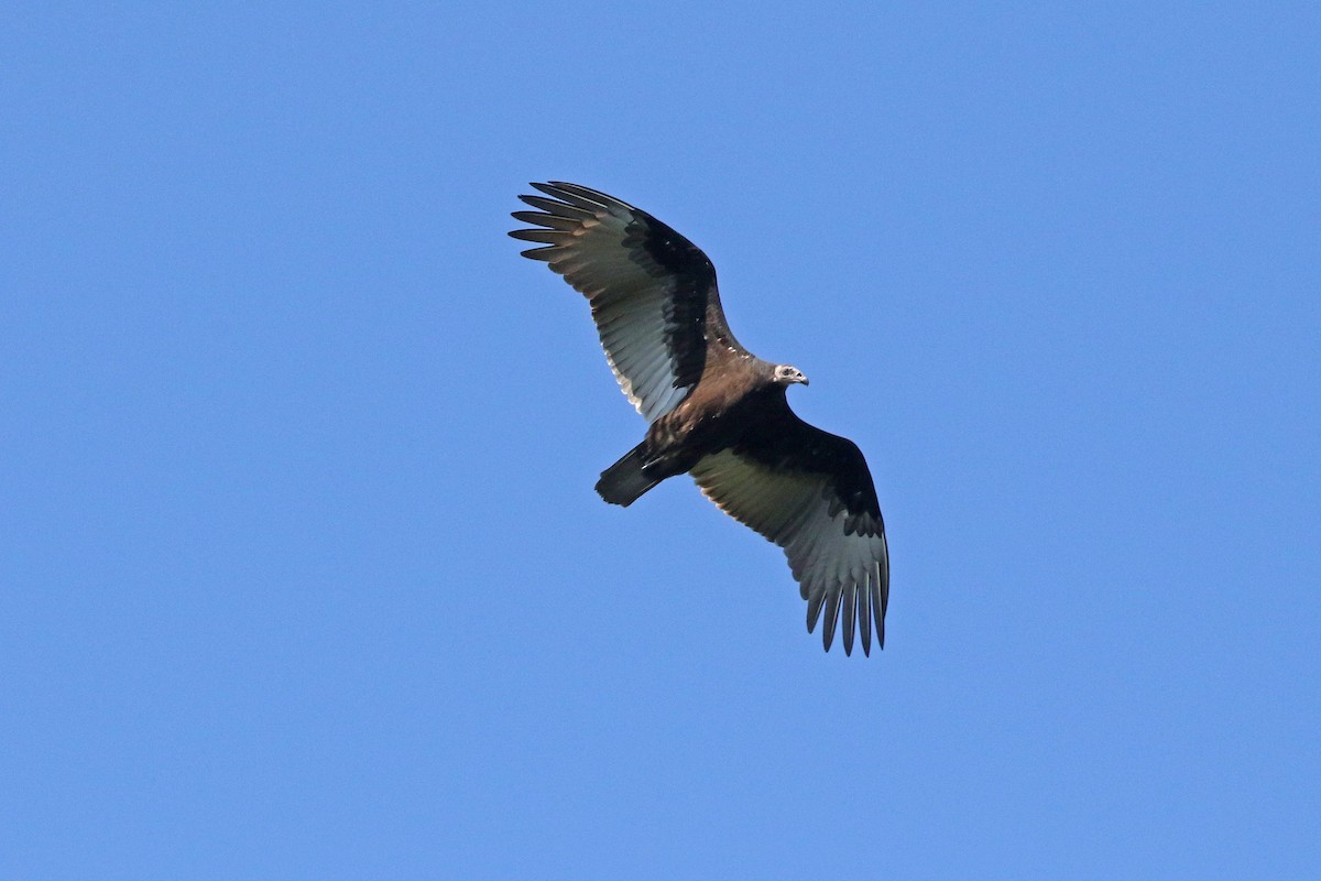 Turkey Vulture - ML478785831