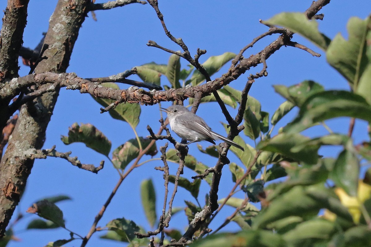 Blue-gray Gnatcatcher - ML478786251