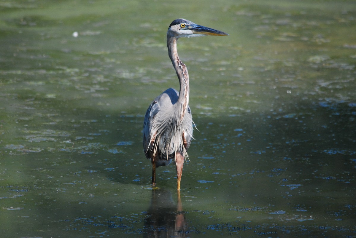 Great Blue Heron - ML478786311