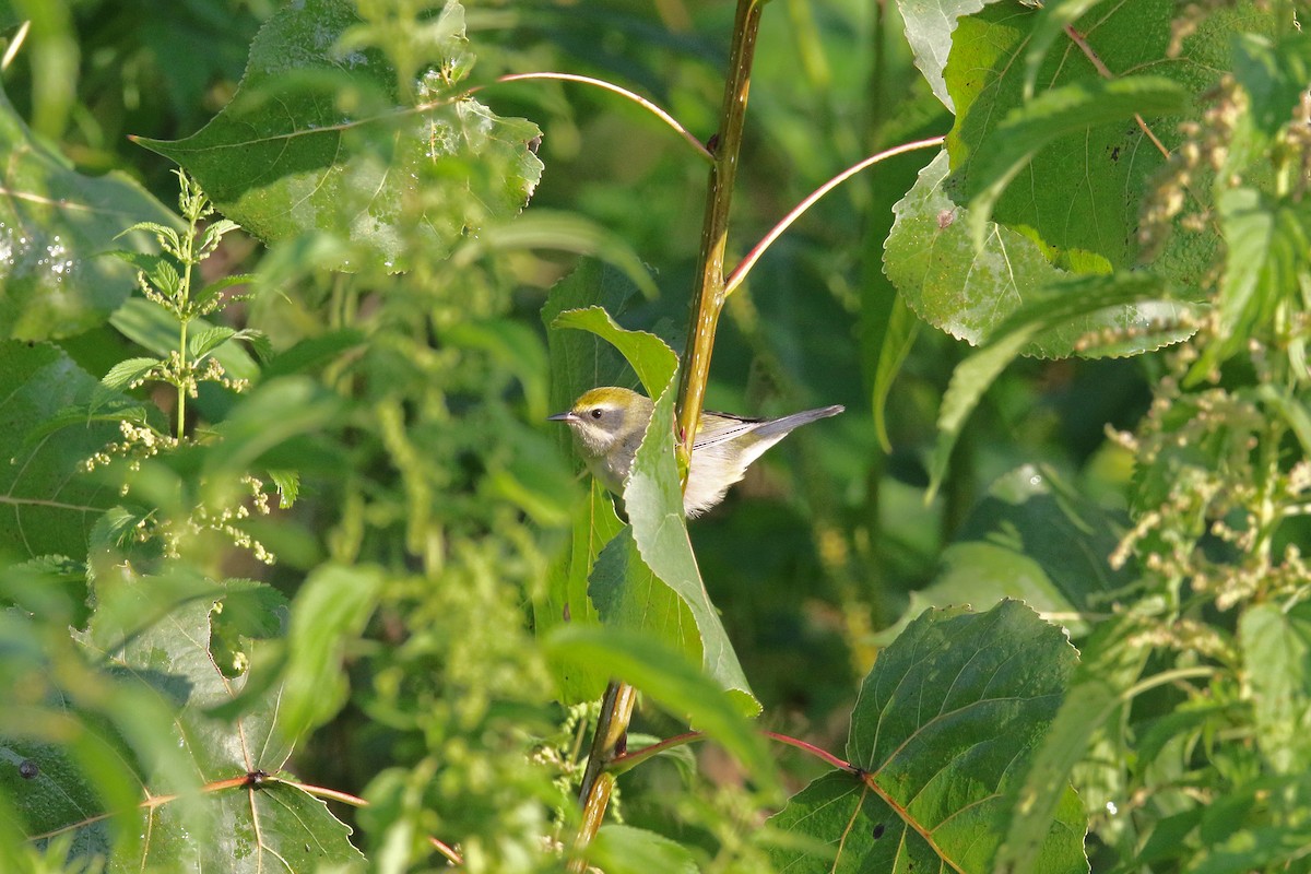 Golden-winged Warbler - ML478786661