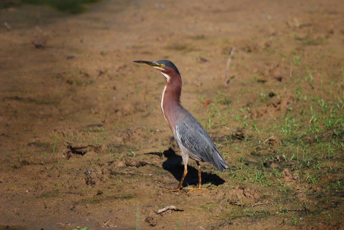 Green Heron - ML478786711