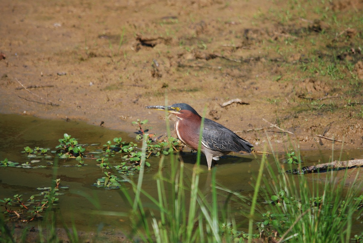 Green Heron - ML478786721