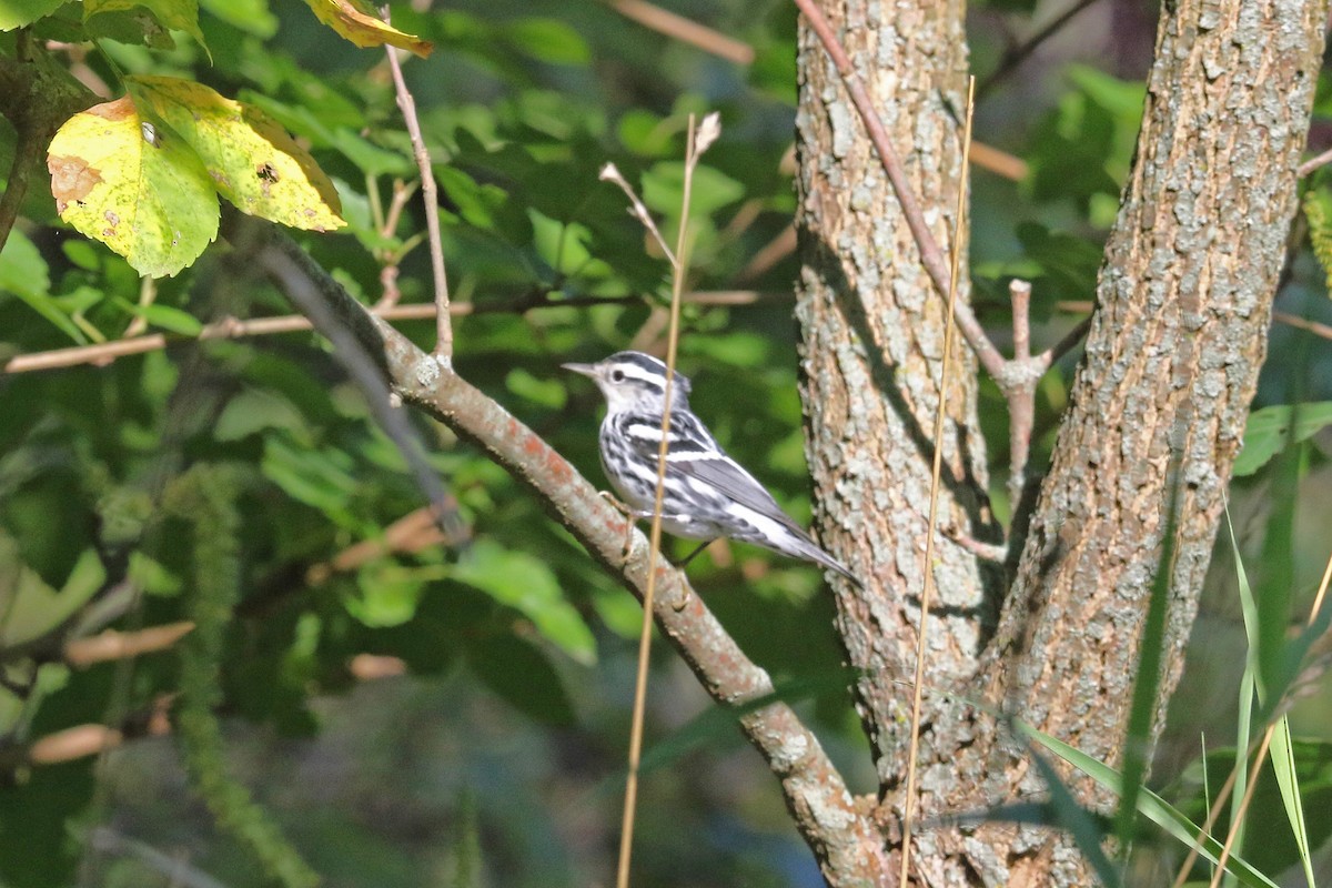 Black-and-white Warbler - ML478786861