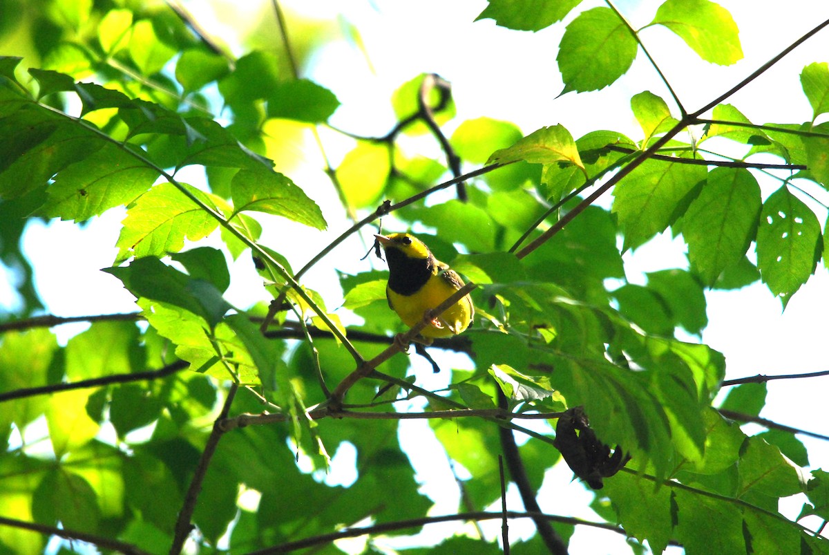 Hooded Warbler - ML478786911