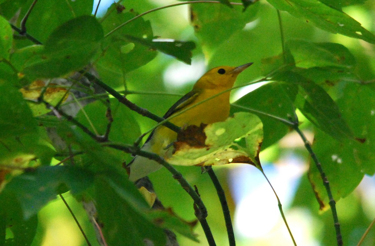 Prothonotary Warbler - ML478787141