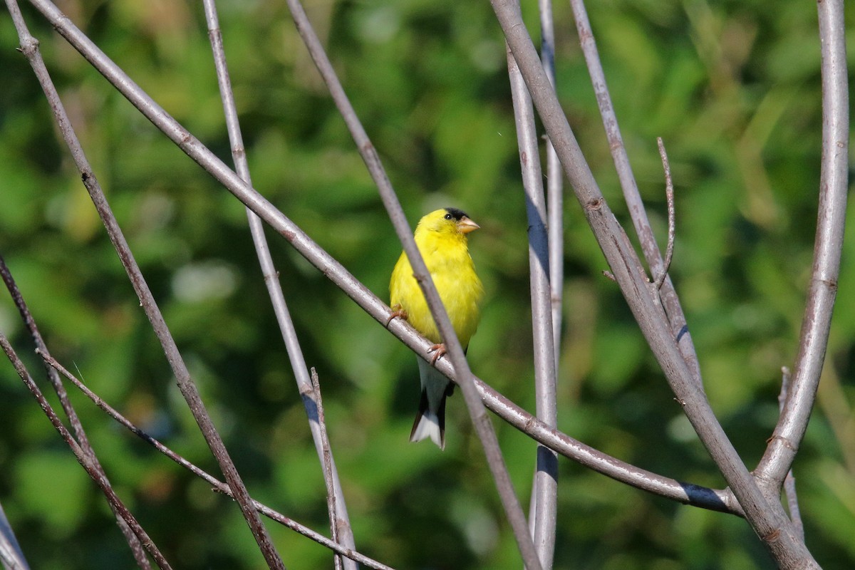 American Goldfinch - ML478787201