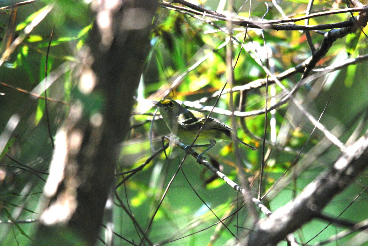 White-eyed Vireo - ML478787621