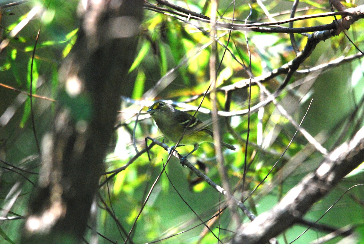 White-eyed Vireo - ML478787631