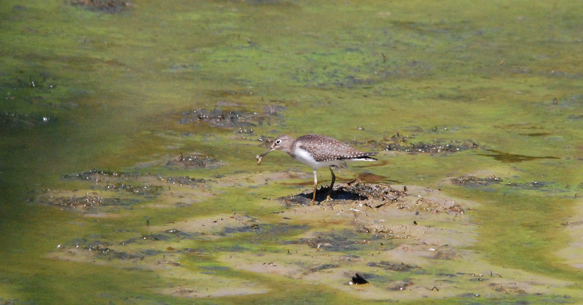 Solitary Sandpiper - ML478787871
