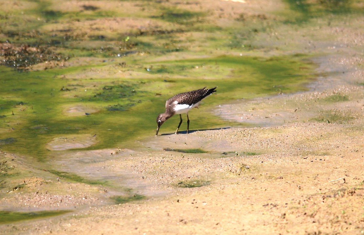Solitary Sandpiper - ML478787881