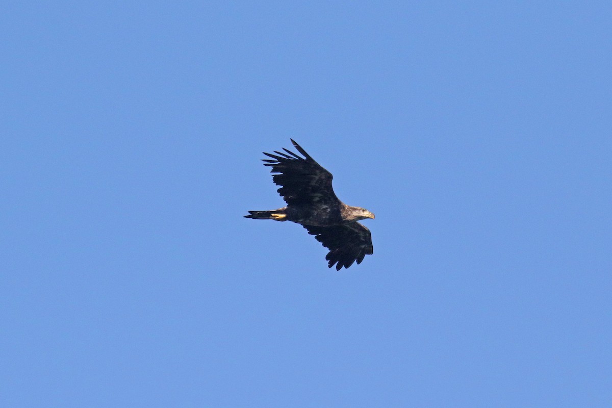 Bald Eagle - ML478787961