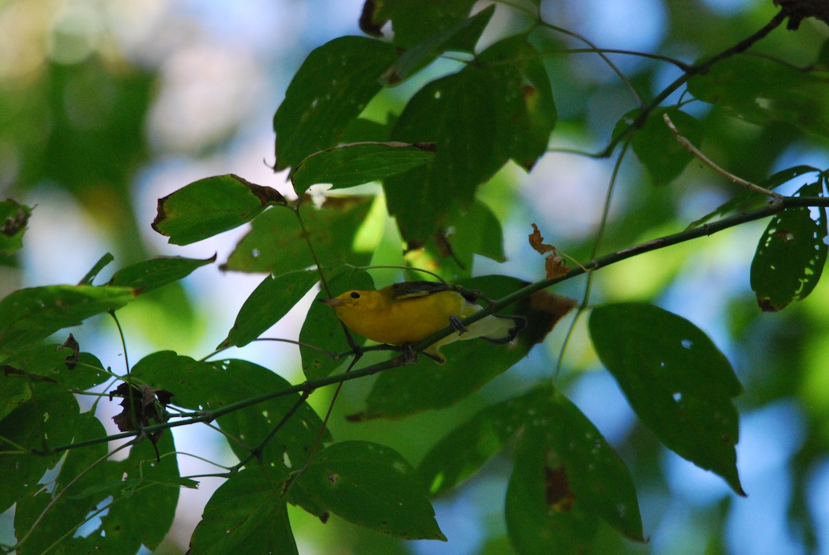 Prothonotary Warbler - ML478788501