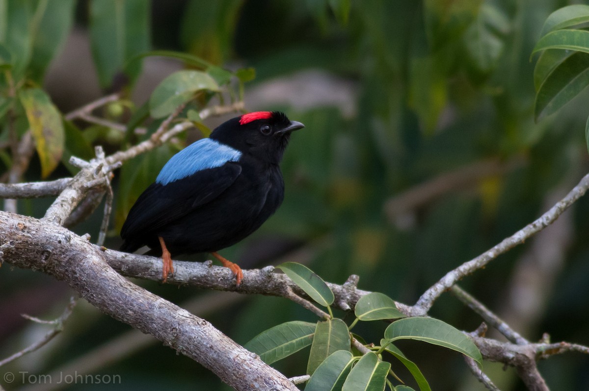 Blue-backed Manakin - Tom Johnson