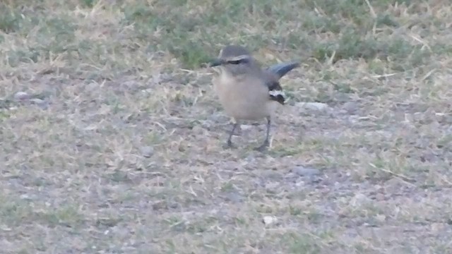 White-banded Mockingbird - ML478789661