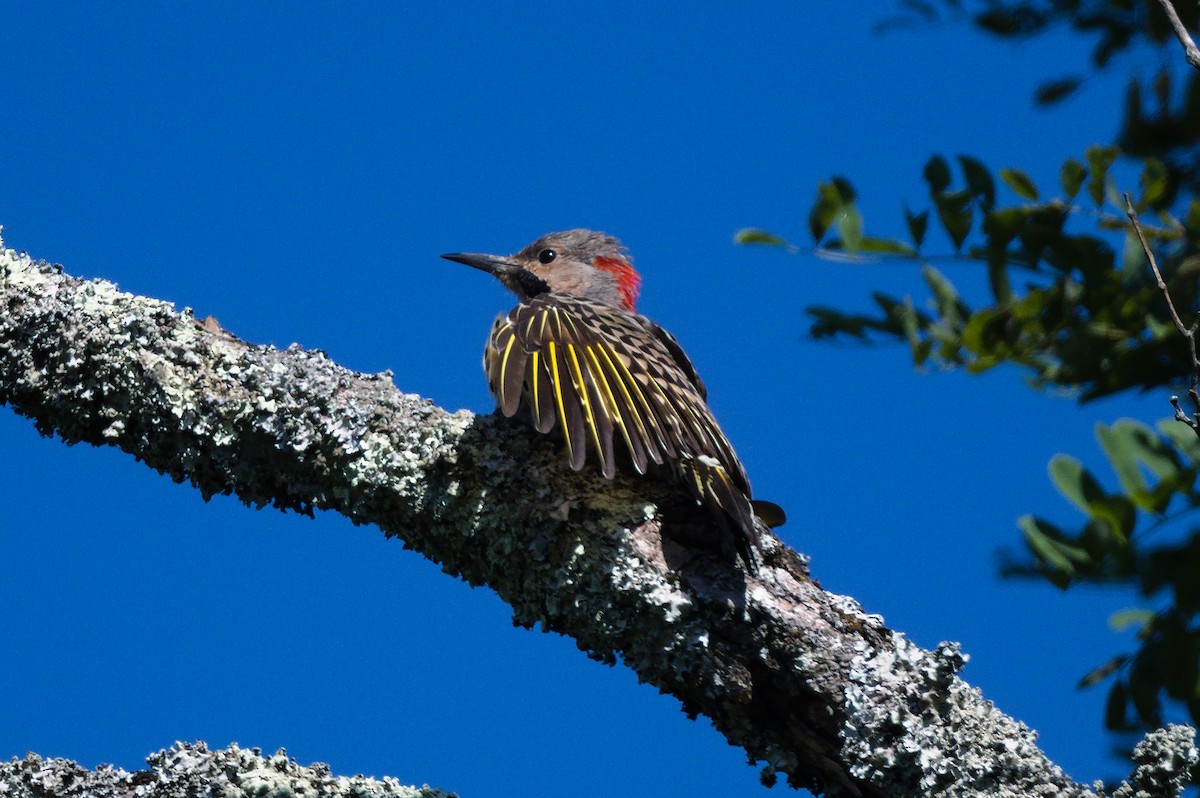 Northern Flicker (Yellow-shafted) - ML478790051