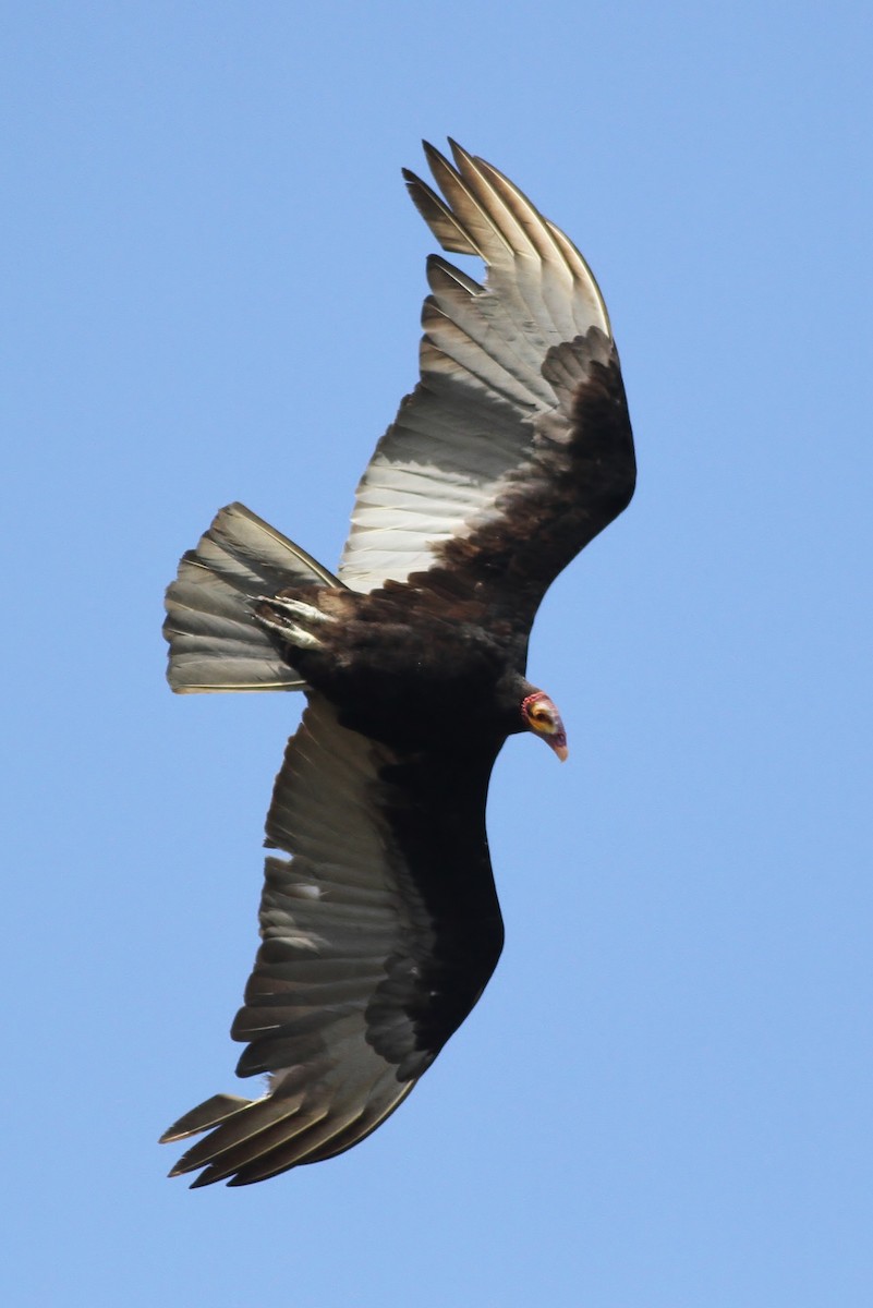 Lesser Yellow-headed Vulture - ML47879021