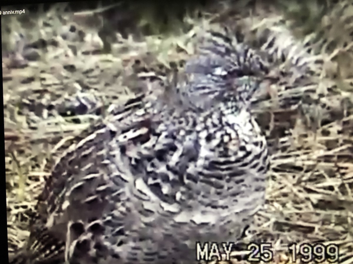 Ruffed Grouse - ML478790341