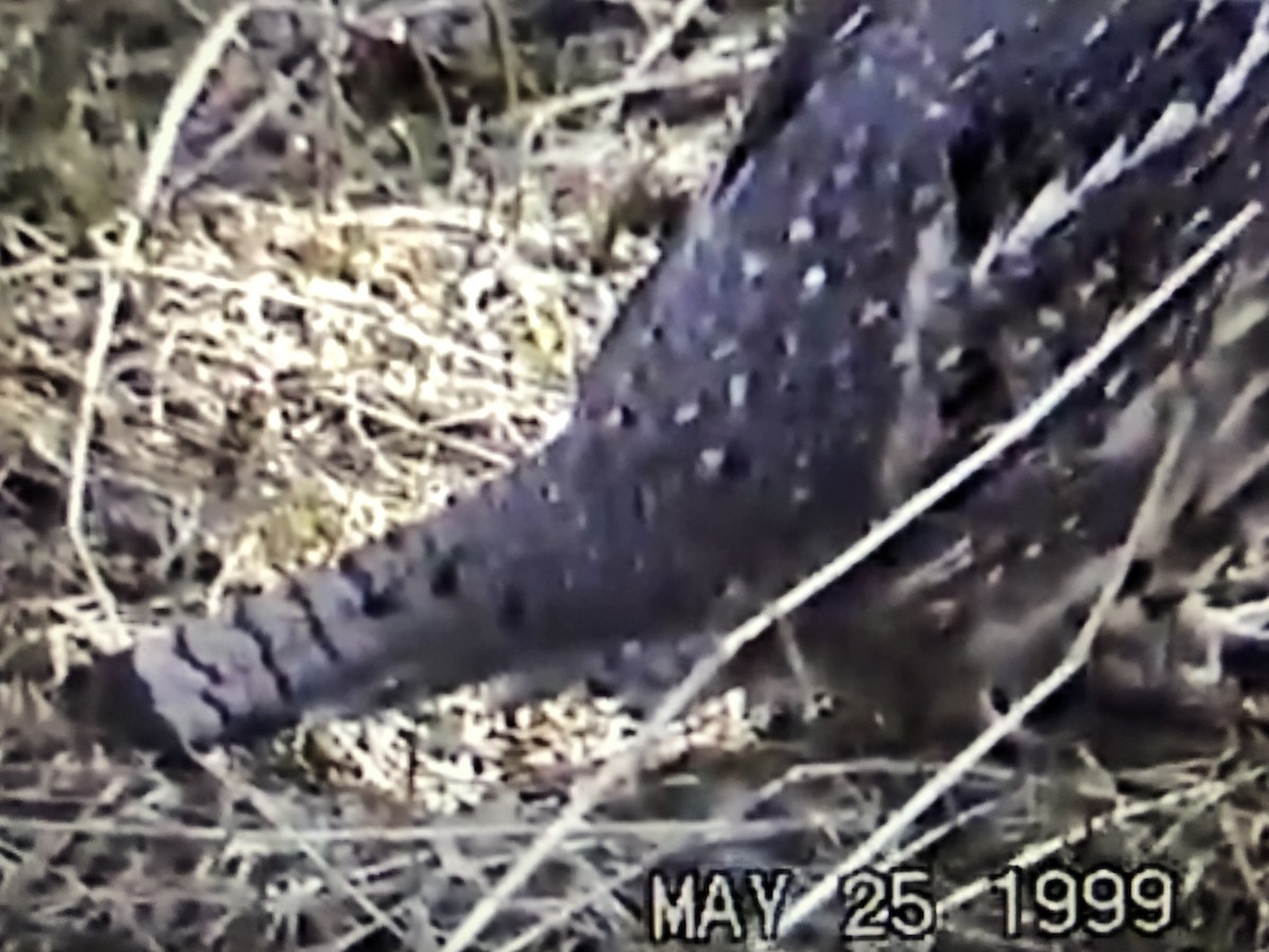 Ruffed Grouse - Mark W11 Kulstad