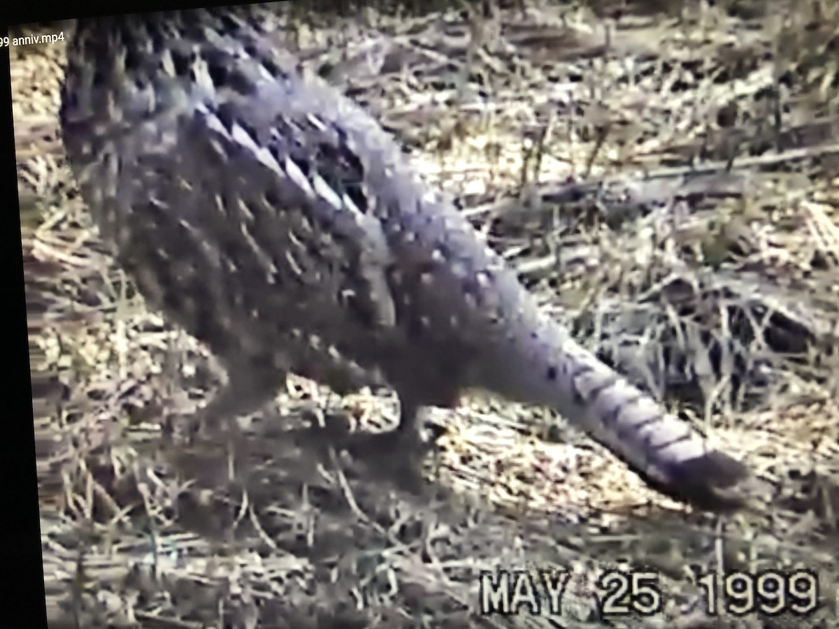 Ruffed Grouse - Mark W11 Kulstad