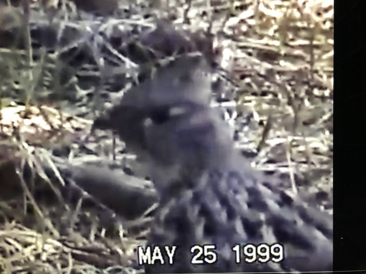 Ruffed Grouse - ML478790421