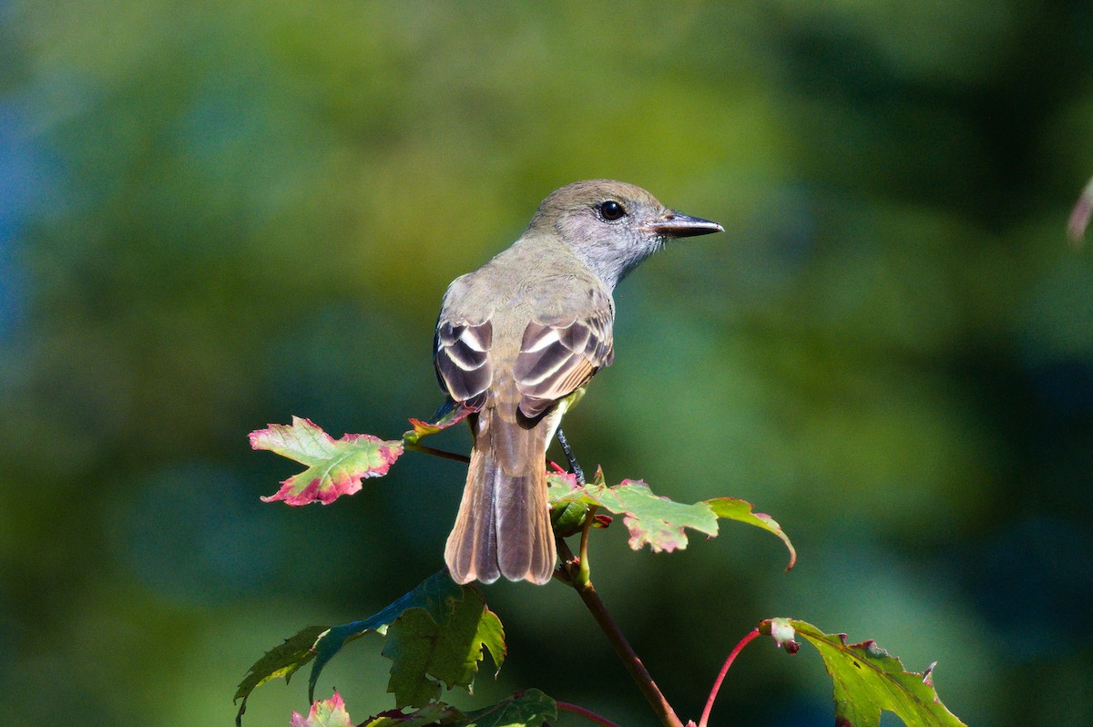Great Crested Flycatcher - ML478790451