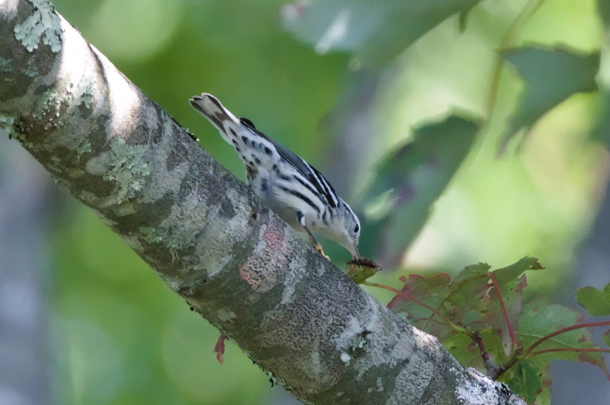 Black-and-white Warbler - ML478790621