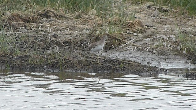 Solitary Sandpiper - ML478791061